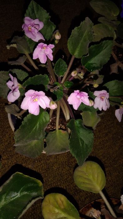 Фиалки цветущие взрослые.