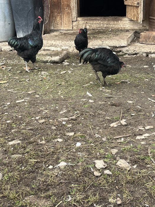 Vând cocoși australorp