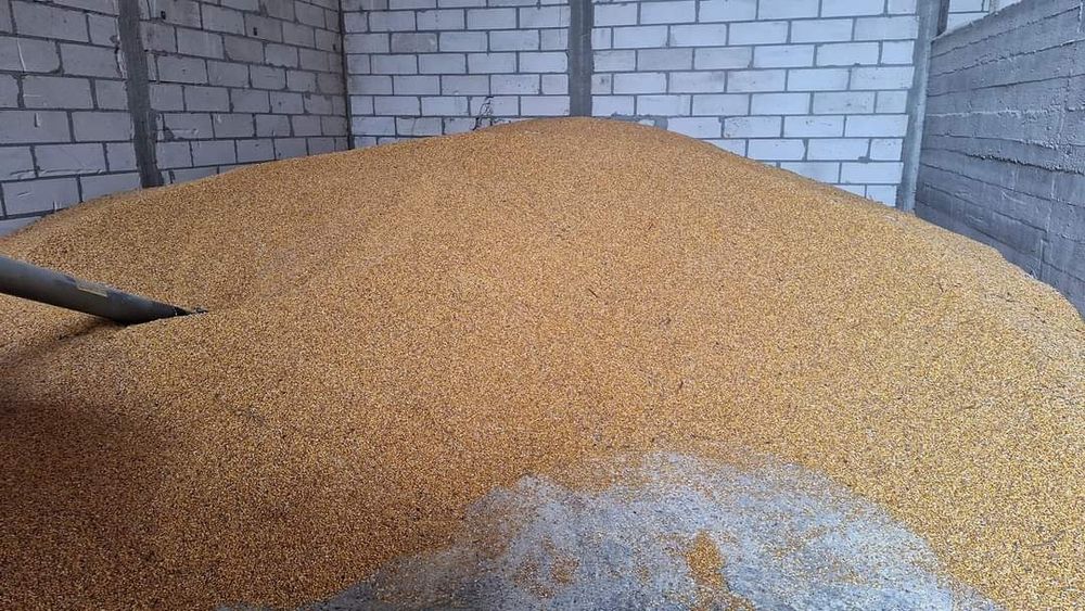 Porumb Grau orz Recolta 2025 ofer transport gratuit la domiciliu1,30kg