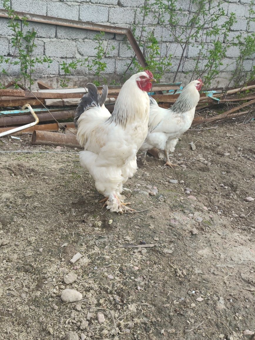 Brama tovuqlar sotiladi