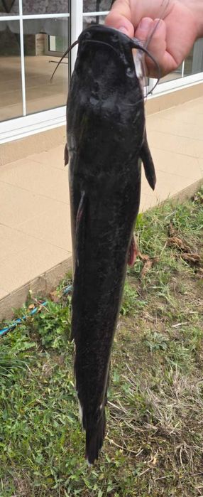 Африкански сом на едро