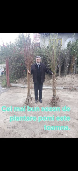 Plantam livezi.Livram pomi:Nuci Chandler.Alun.Cires.Meri.Visin.Prun...