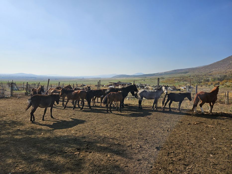 Мулета,катъри,коне