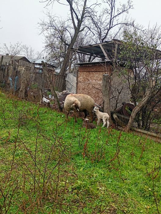 3 oi de vânzare cu miei langa ele