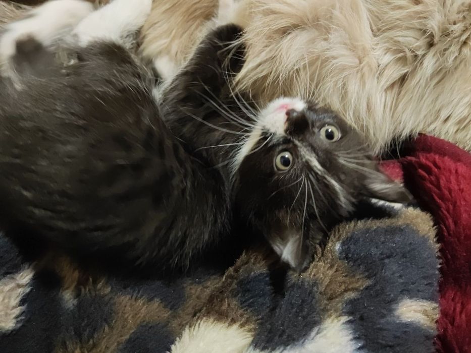 Котята даром, в хорошие руки, без доставки.