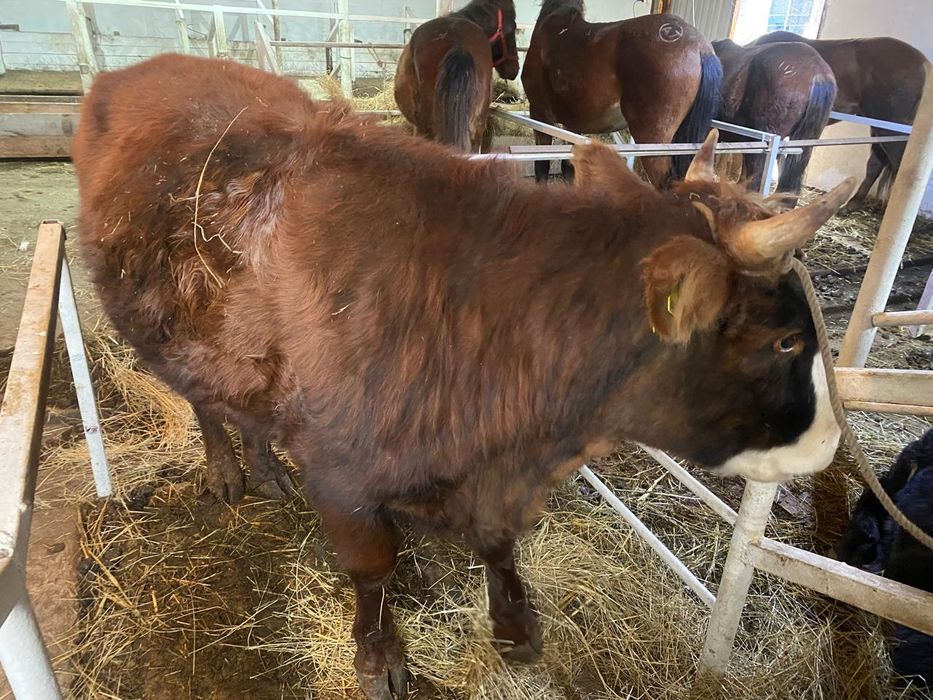 Продам бычков 3 головы