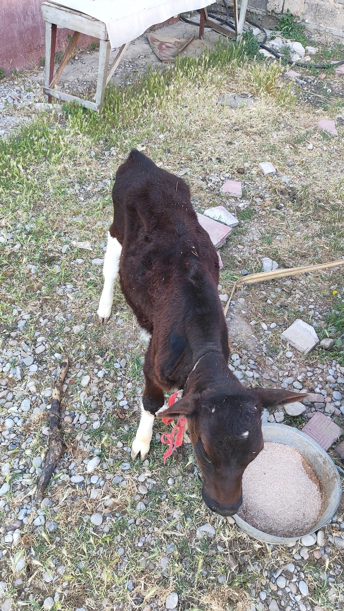 Бузау ургашы 4 айлык