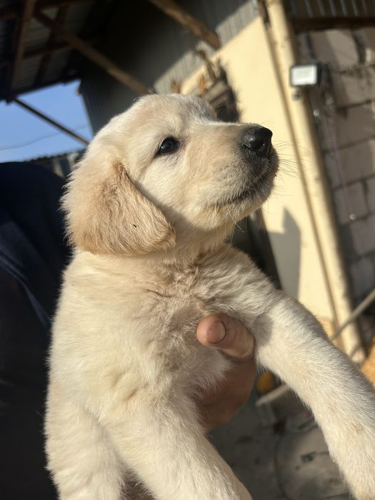 Vand ciobanesc de bucovina