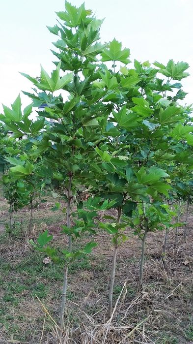 Pomi Ornamentali  platan englezesc