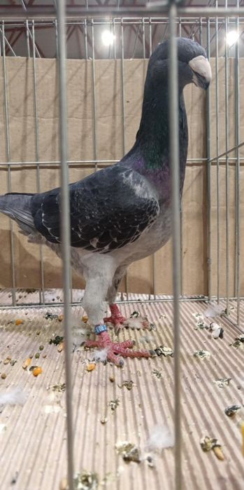 VOIAJOR GERMAN de frumusete