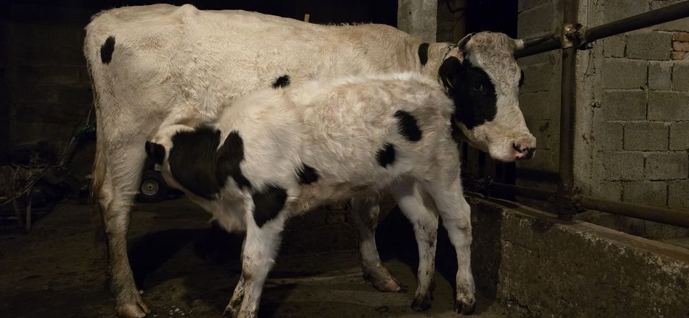 De vanzare vaci bune te tinut(nu sunt pentru taiat)