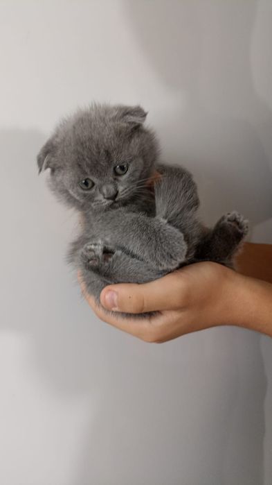 Шотландские вислоухие котята