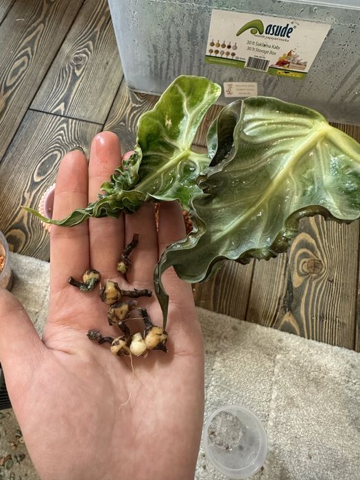 Клубни алоказия локо