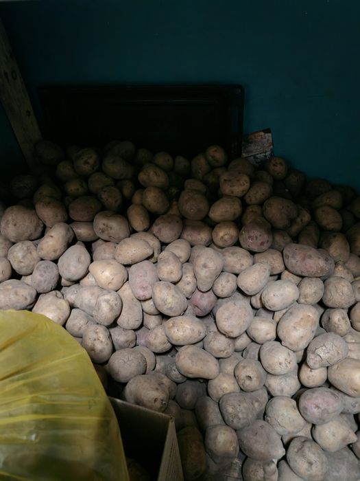 Продам домашний картофель