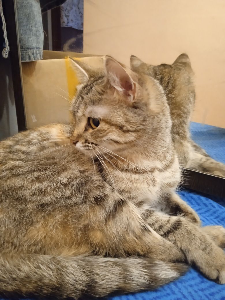 Молодые кошки и коты