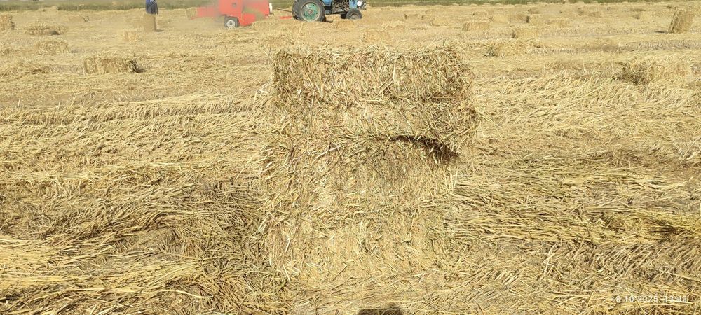 Продаются тюки рисовой соломы.