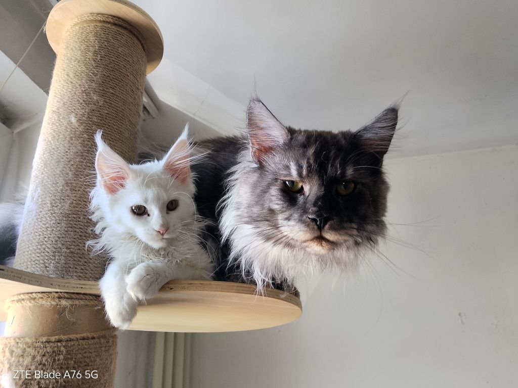 Породисти котета Мейн Кун