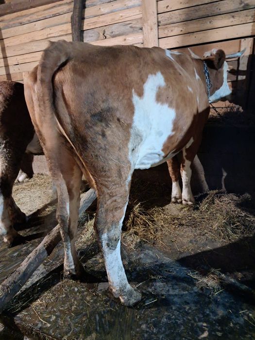 Vând vacă de 6 ani gestantă