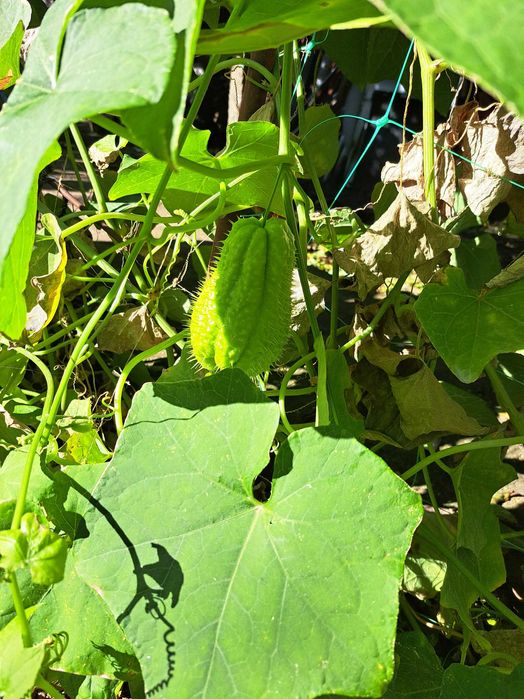 Мексикански краставици