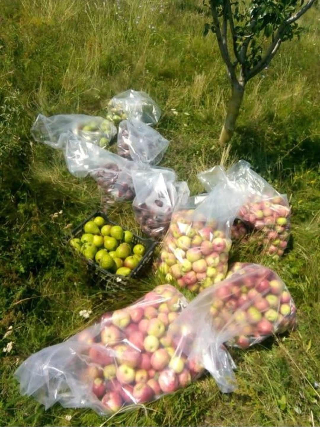 Livadă Sântimbru