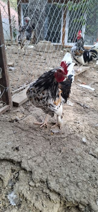 Vând cocoșei de munte.