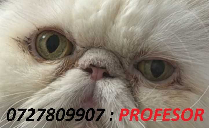 Matematica.Bucuresti.Individual.La elev.Profesor.