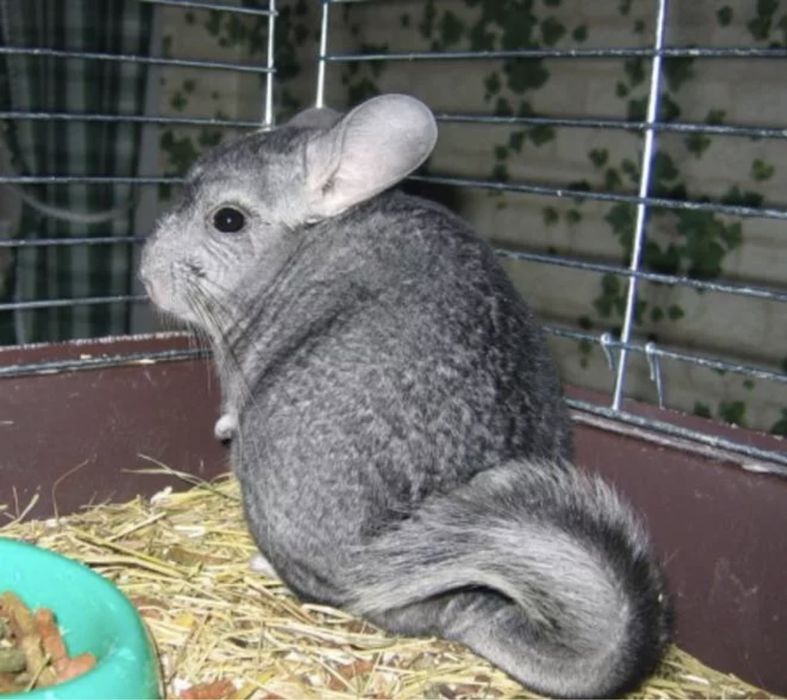 Продам шиншил серый стандарт