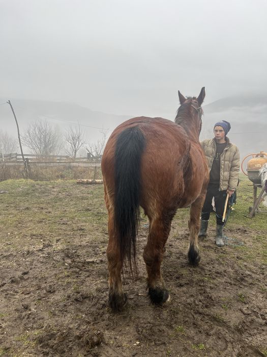 Vând iapă la 16 ani