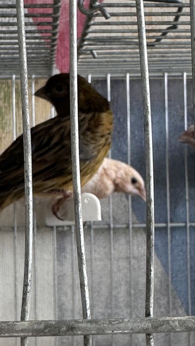 Zebre australiene , canar , pescarus