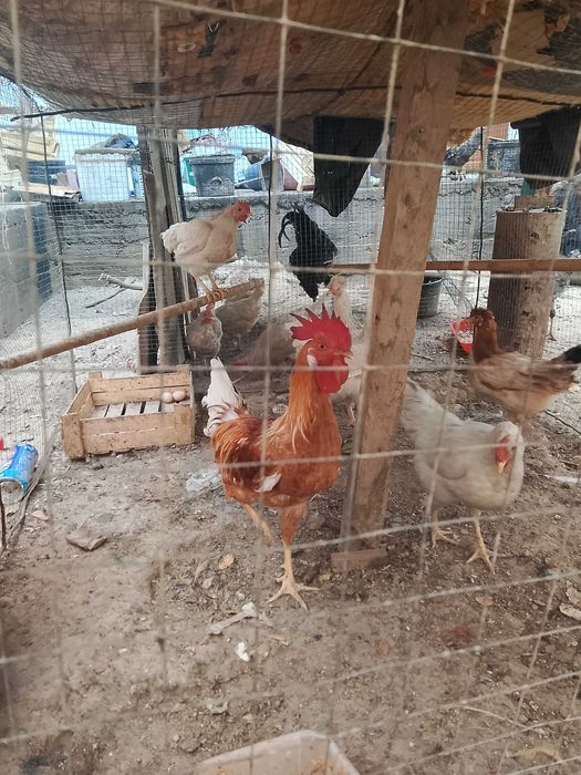 Товук Хуроз Карши Шахрида