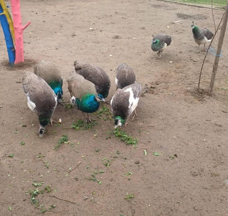 Vând pui de păun producție 2025