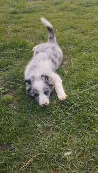 Border Collie cățel