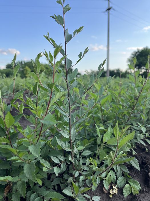 Vând puieți de ulm,salcâm,stejar,paulownia,tei,glădiță,mesteacăn,