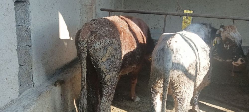 Qora mol buqalar sotiladi