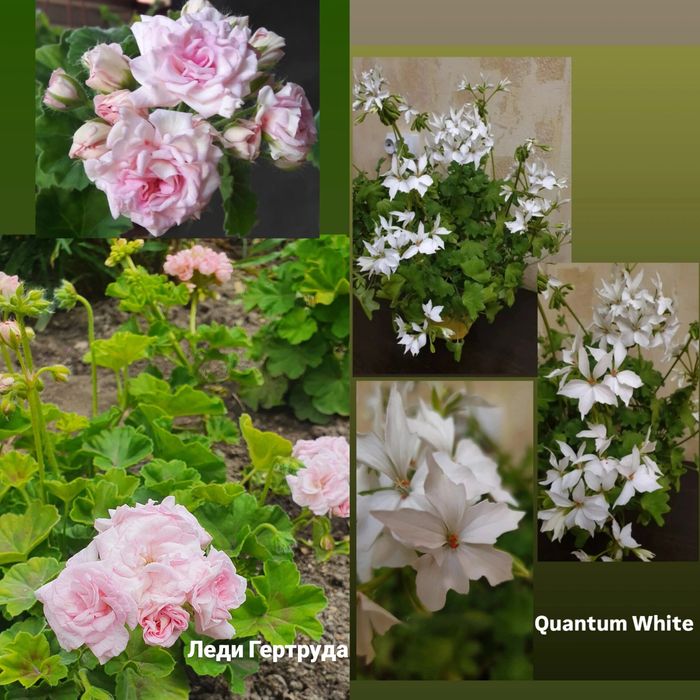 Сортовые молодые герани