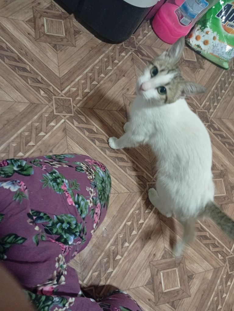 Mushukcha uy mushugi