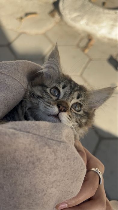 Котёнок - Животное