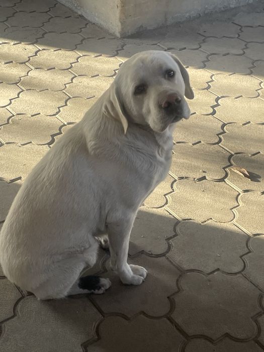 Срочно продам собаку