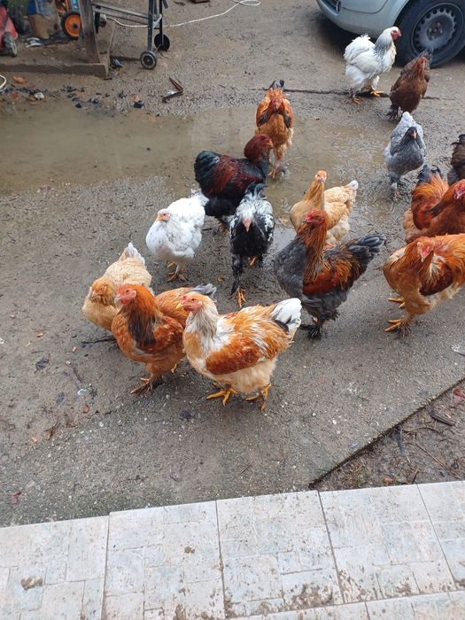 Vând cocoși wyadotte și brahma