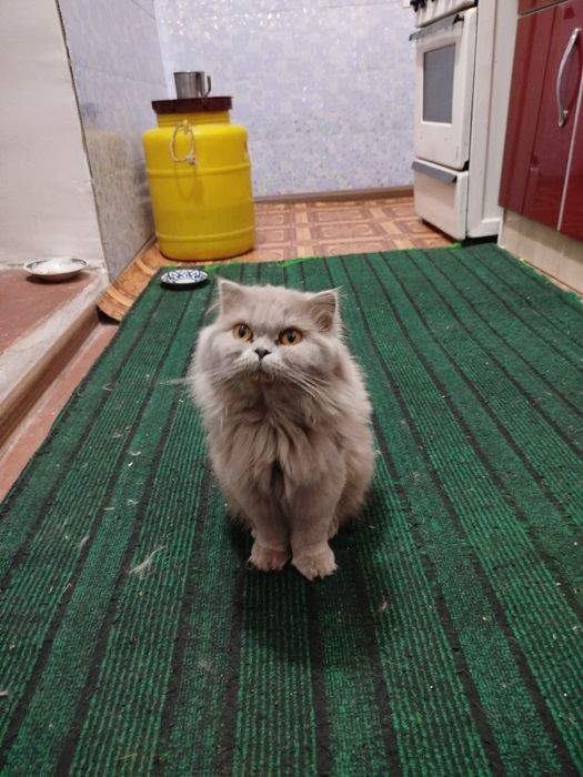 Mushuk uzun yungli 1 yosh soglom