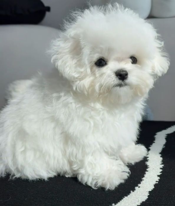 Bichon  maltez  fetiță  1000 lei