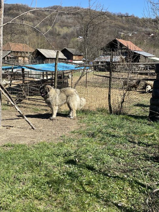 Se vinde femela caucazian cu Pedigree