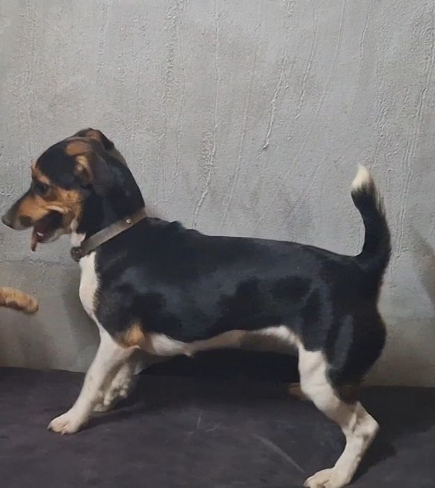 Продавам малки Джак Ръселчета