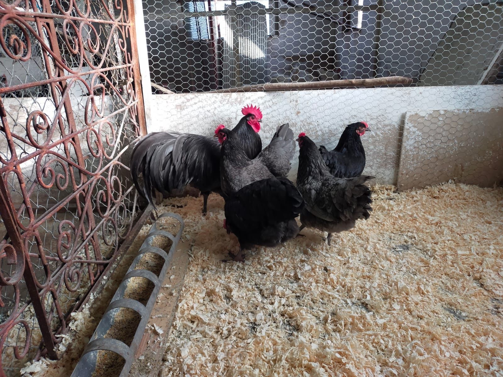 Vând tineret Australorp .Cea mai productivă rasă de găini ouătoare .