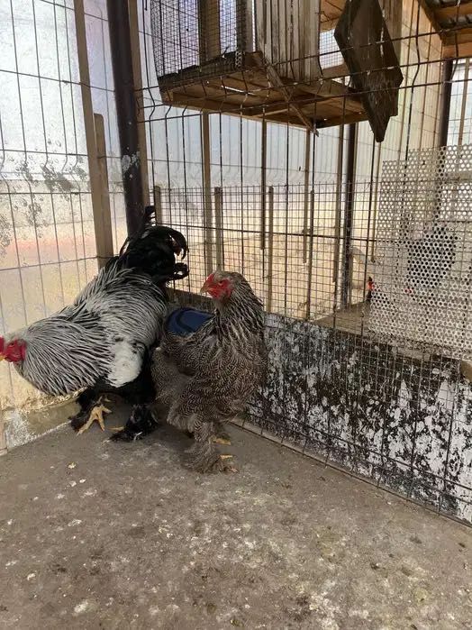 Pereche brahma herminat închis