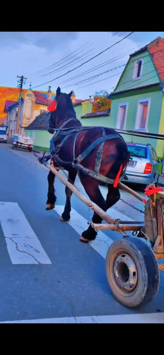 Vand Cârlan de 3 ani