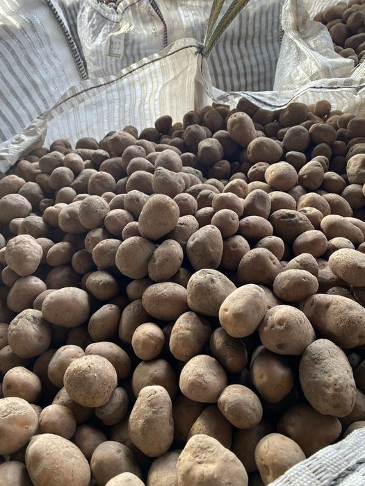 Cartofi samânta rosu si alb