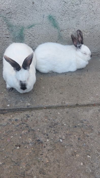 Vând iepuri californieni