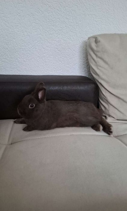 Декоративно зайче Холандско джудже