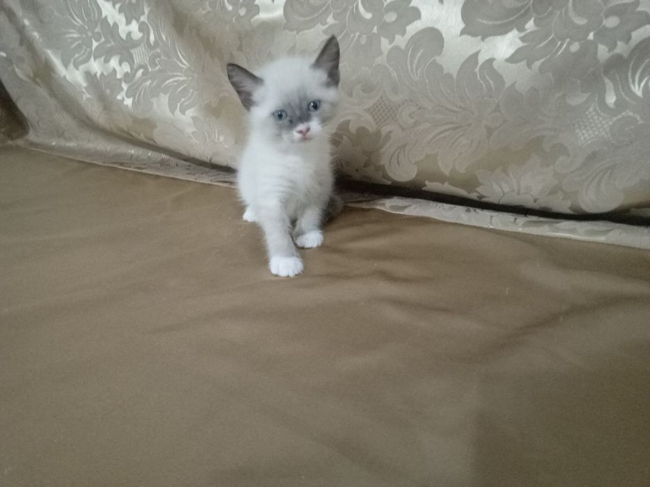 Отдадим симпатичного белого котёнка.